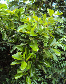 Image of Alseodaphne semecarpifolia Nees