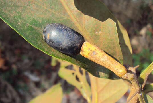 Image of Alseodaphne semecarpifolia Nees