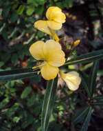 Image of hophead Philippine violet