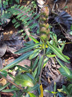 Imagem de Barleria lupulina Lindl.