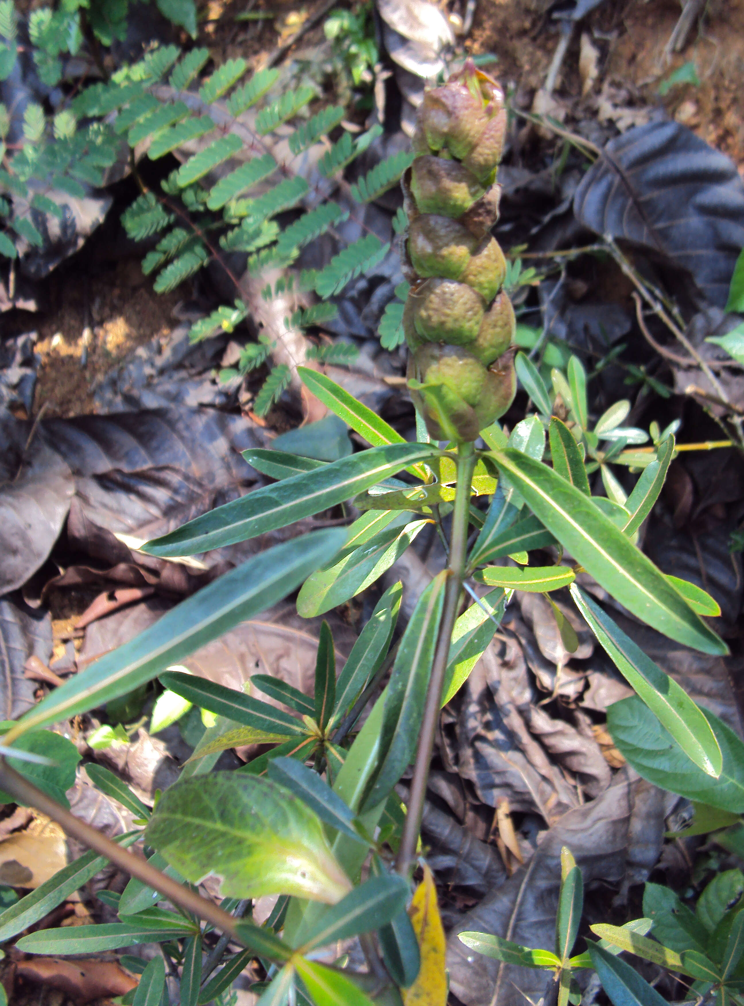 Image of hophead Philippine violet