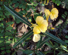 Imagem de Barleria lupulina Lindl.