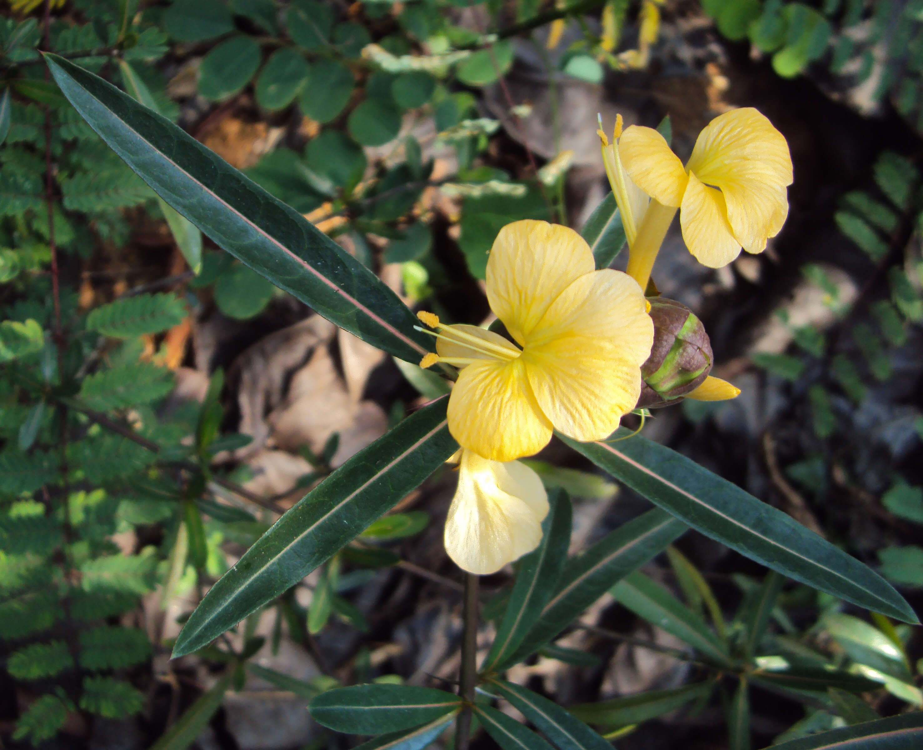 Image of hophead Philippine violet