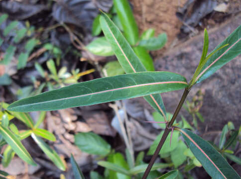 Imagem de Barleria lupulina Lindl.