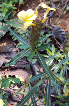 Imagem de Barleria lupulina Lindl.