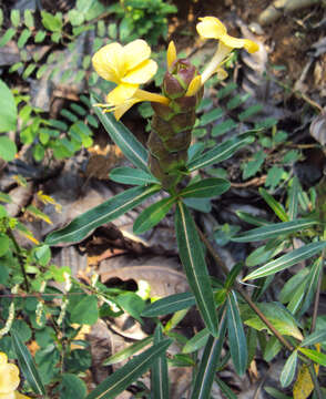 Imagem de Barleria lupulina Lindl.