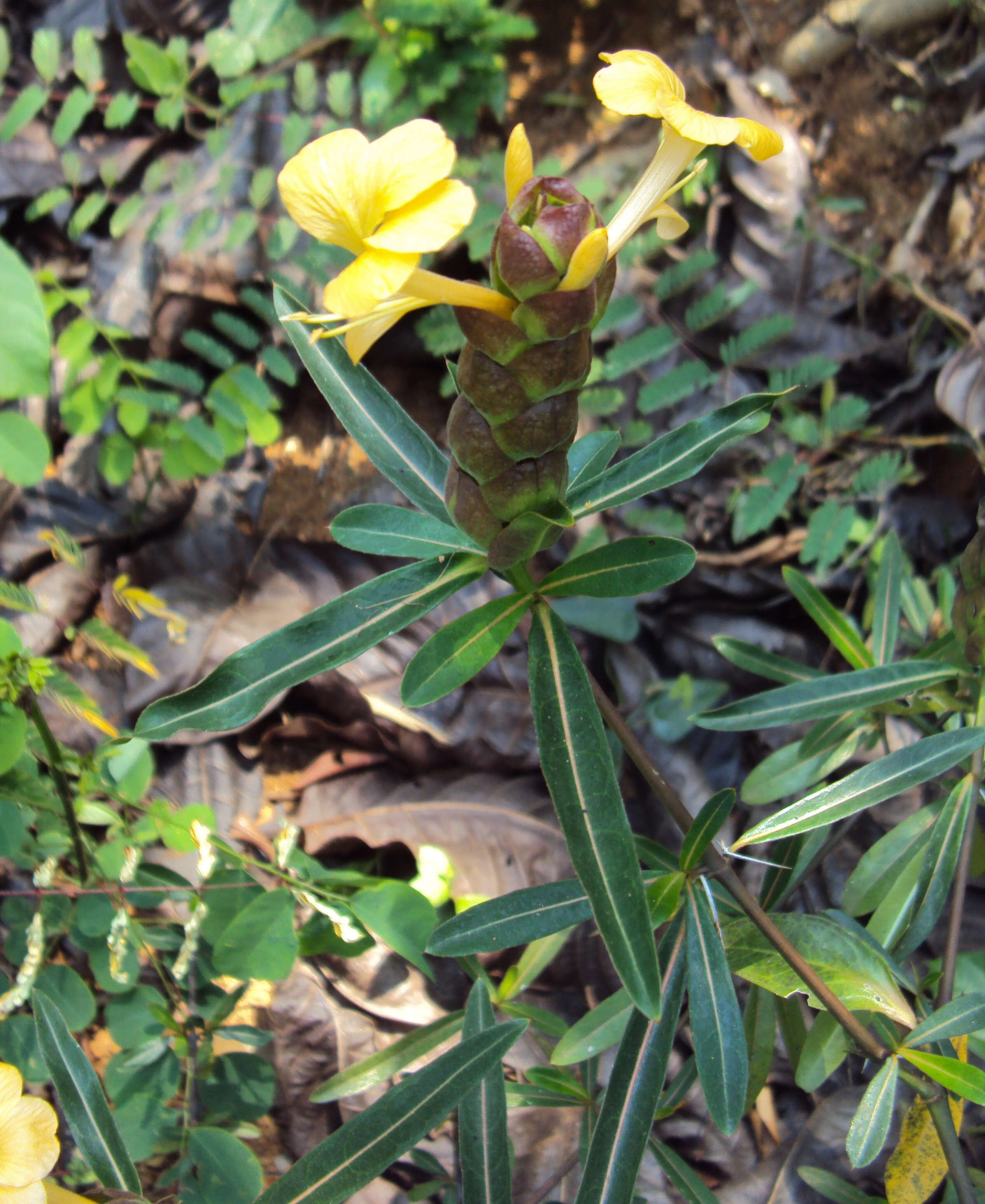 Image of hophead Philippine violet