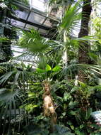 Image of Old man palm