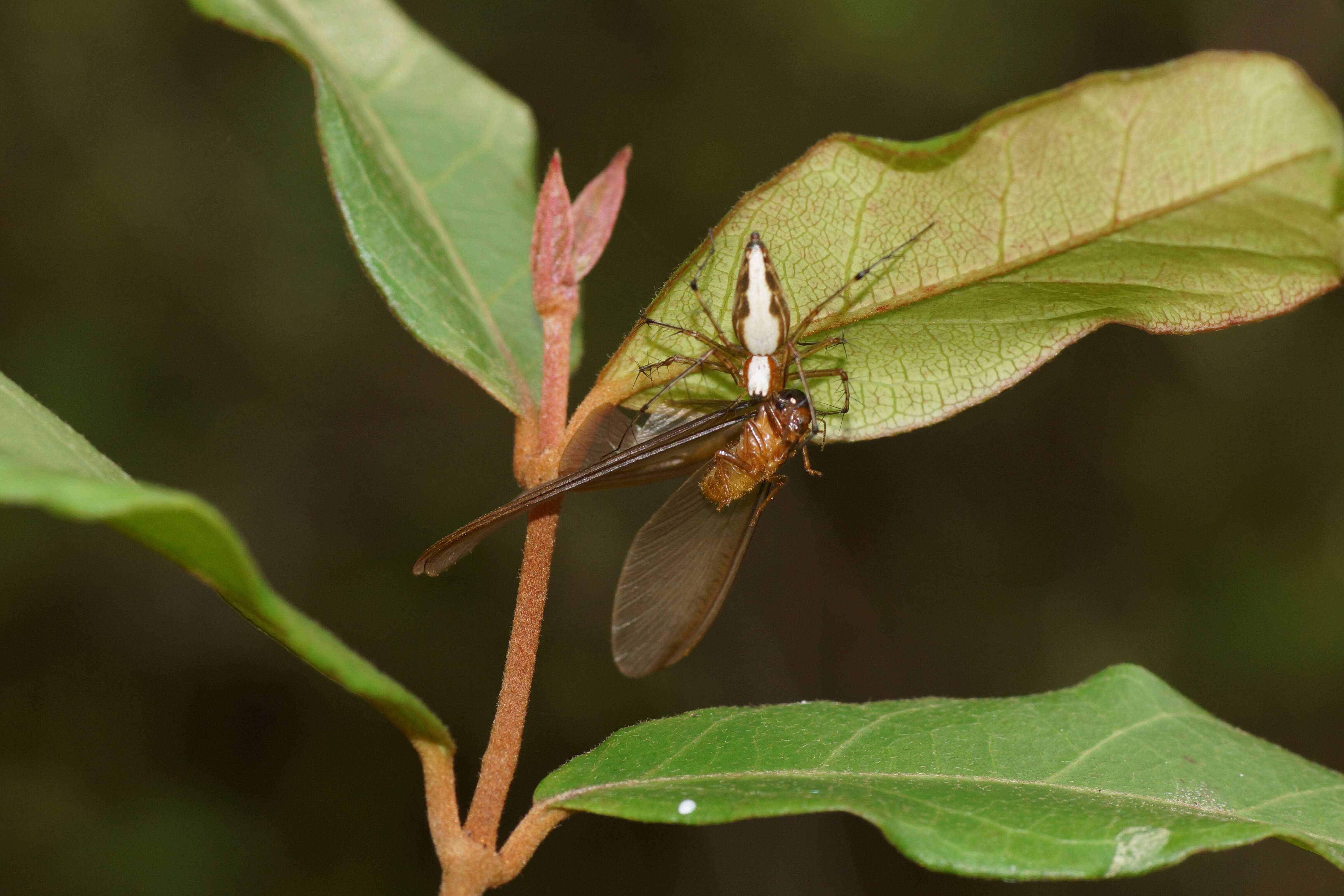 Image of Oxyopes shweta Tikader 1970