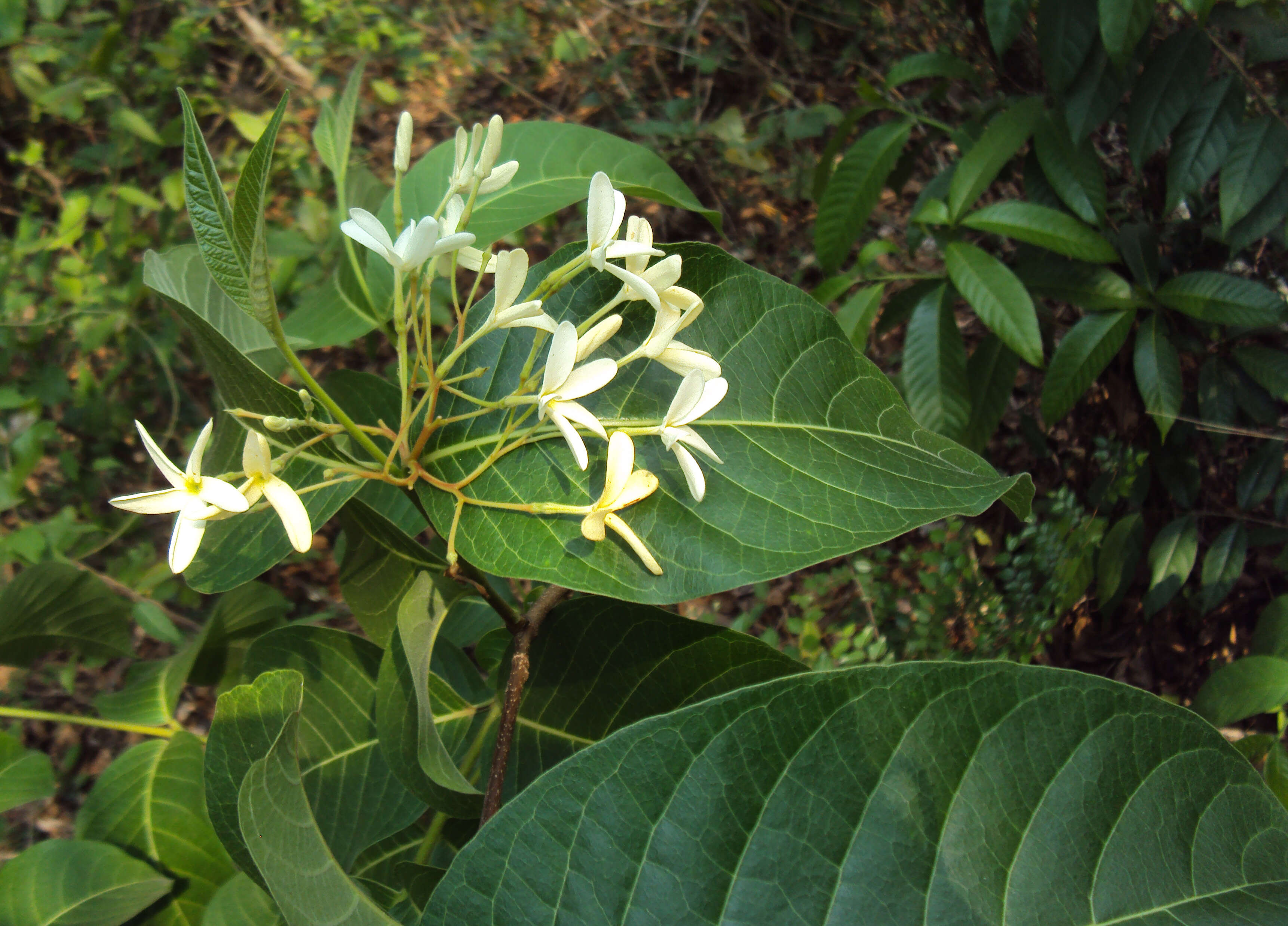 Image of Bitter Oleander