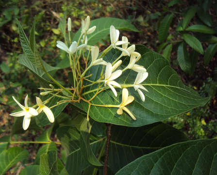 Image of Bitter Oleander