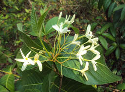 Image of Bitter Oleander