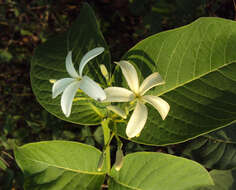 Image of Bitter Oleander