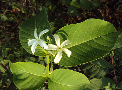 Image of Bitter Oleander