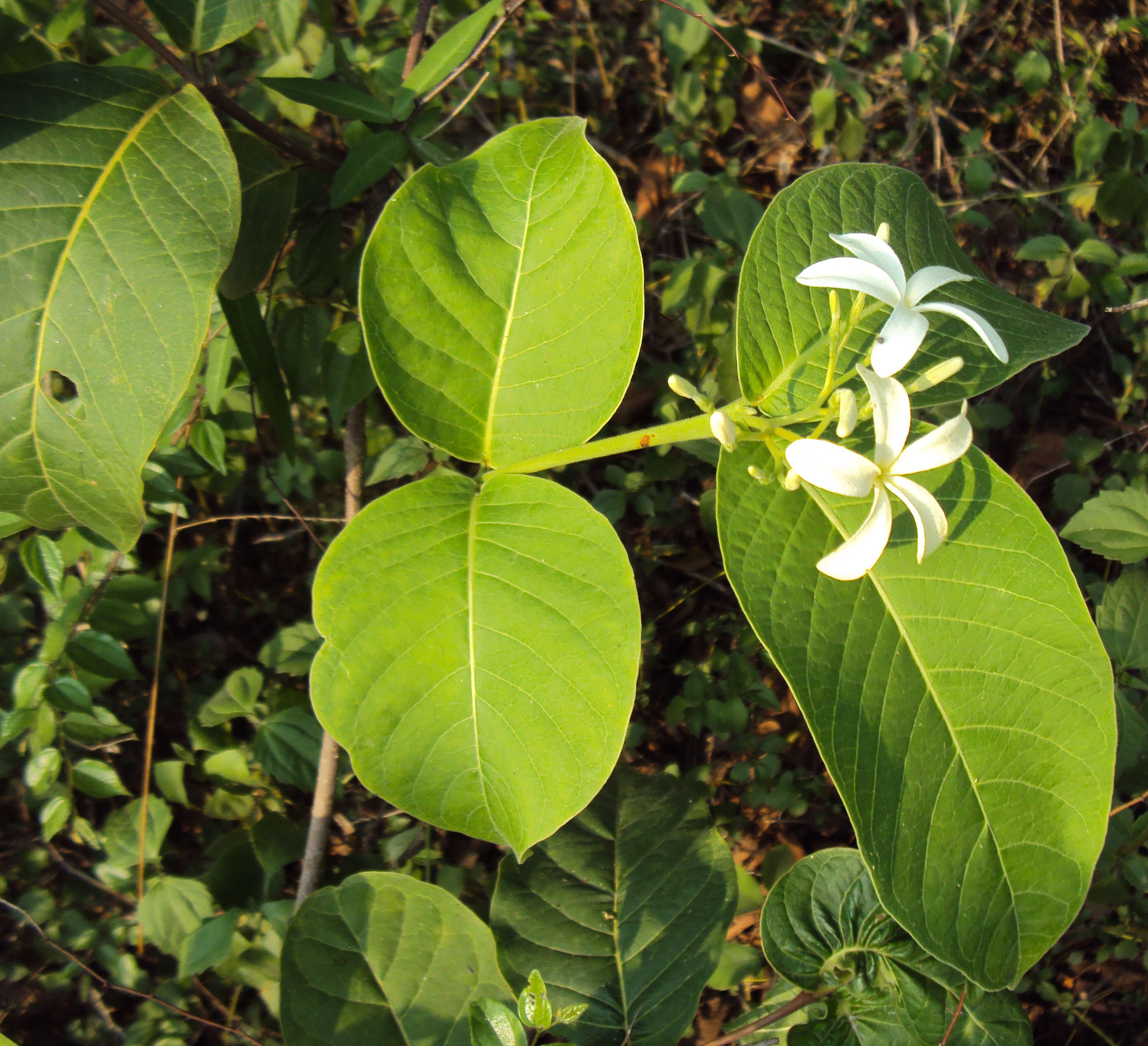 Image of Bitter Oleander