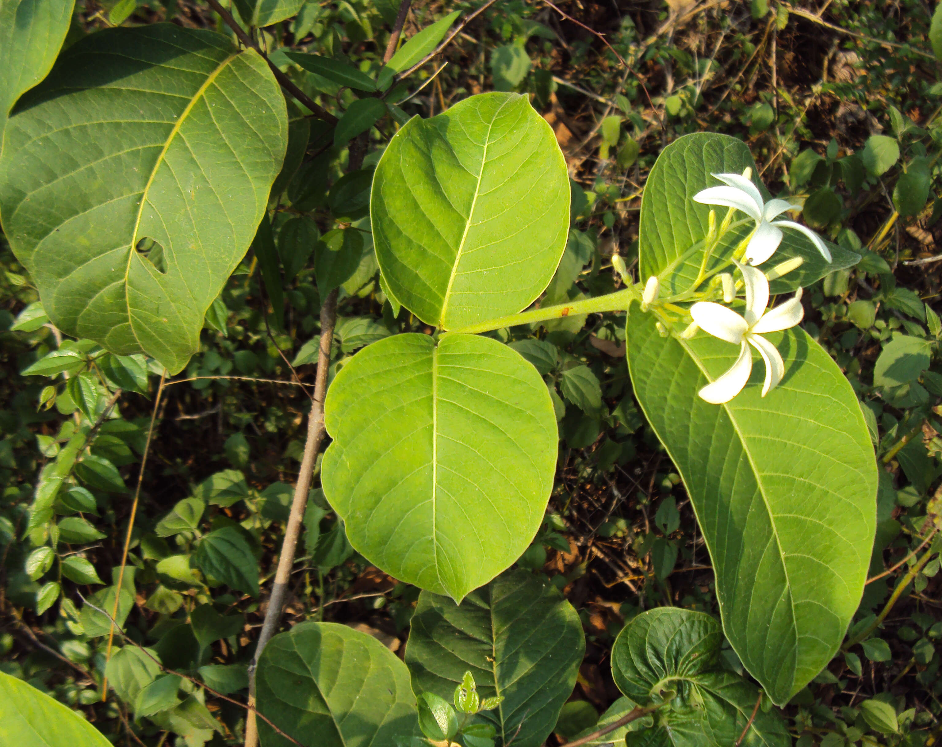 Image of Bitter Oleander