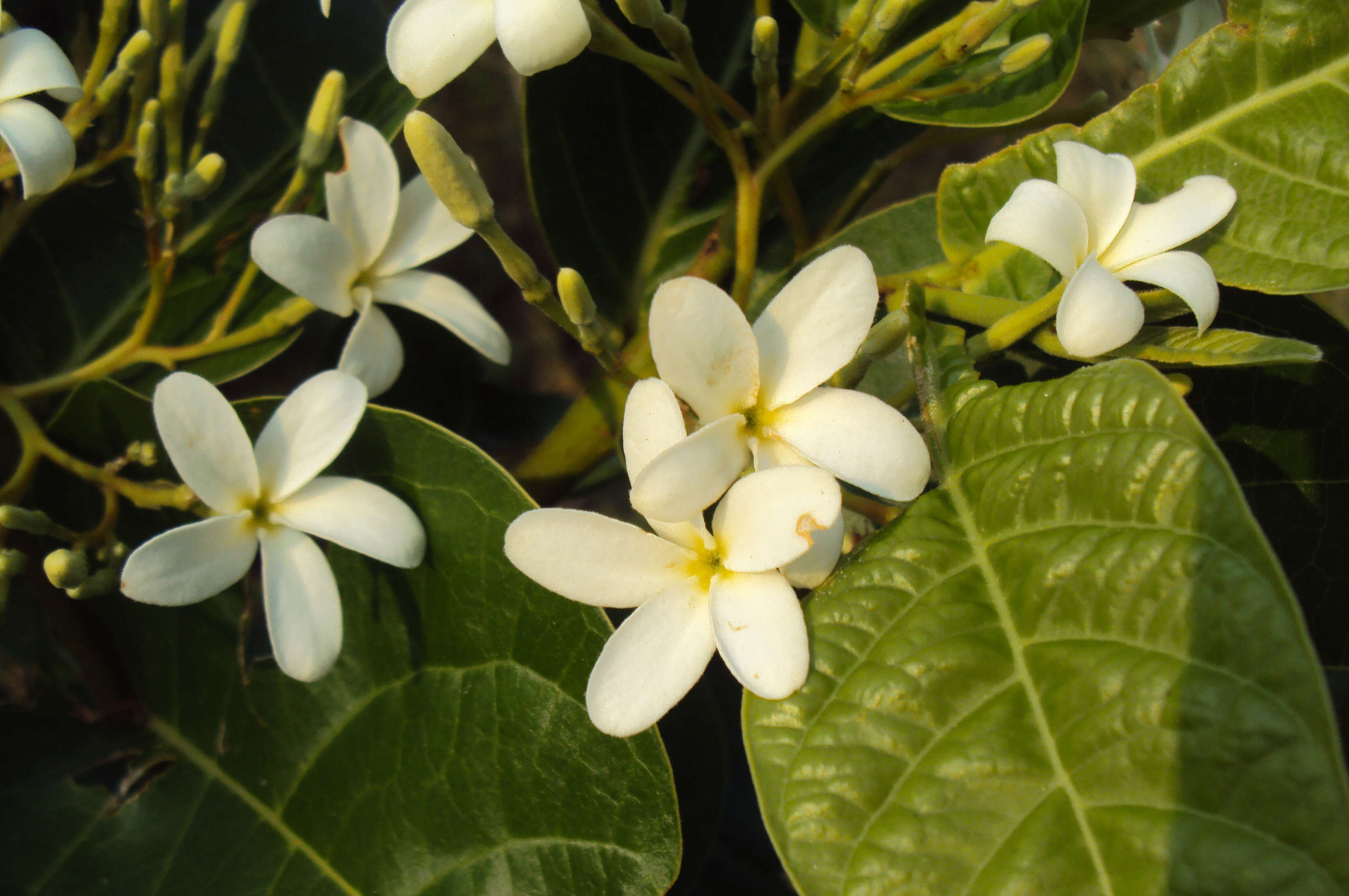 Image of Bitter Oleander