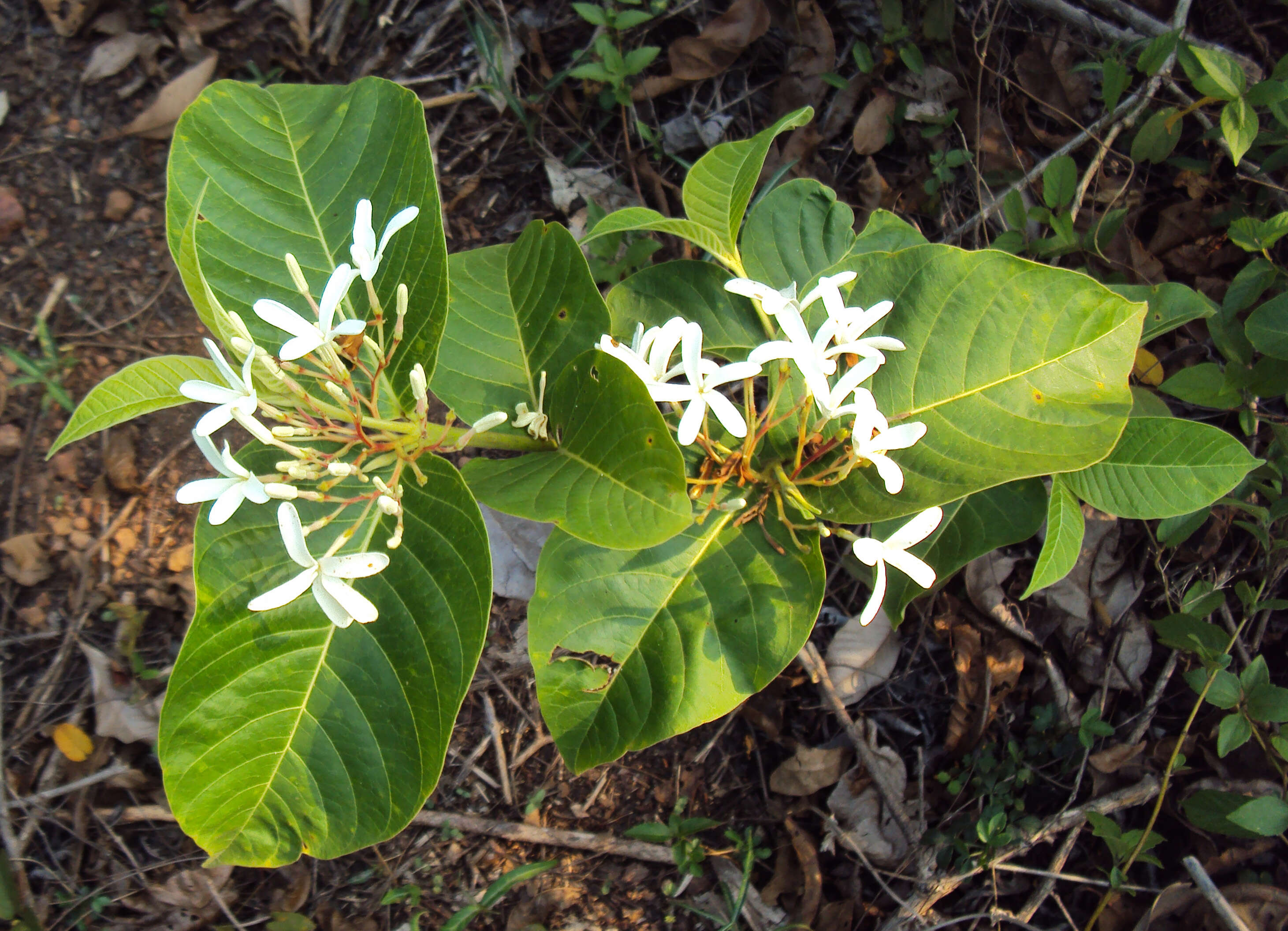 Image of Bitter Oleander