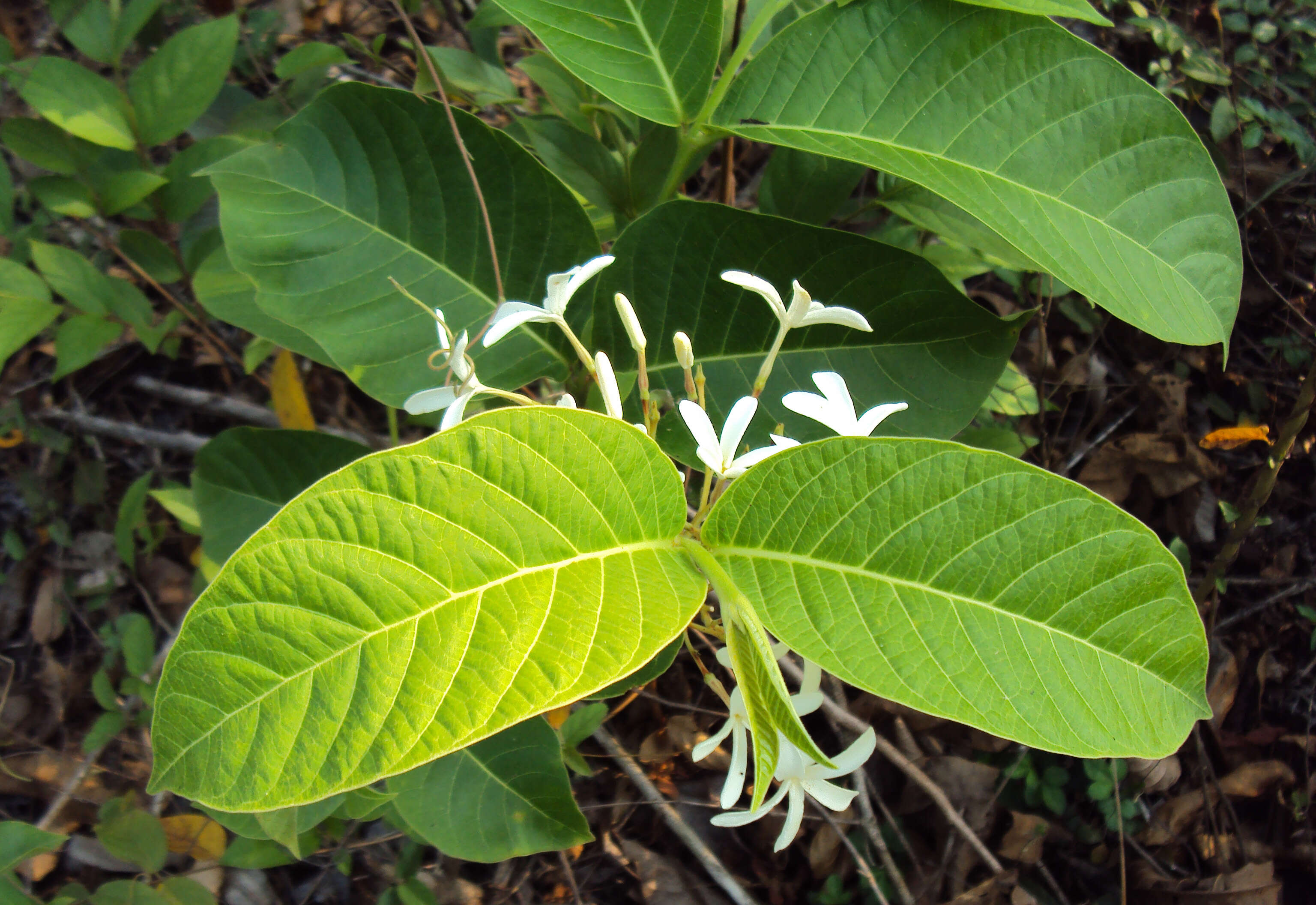 Image of Bitter Oleander