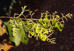 Image of Hopea parviflora Bedd.