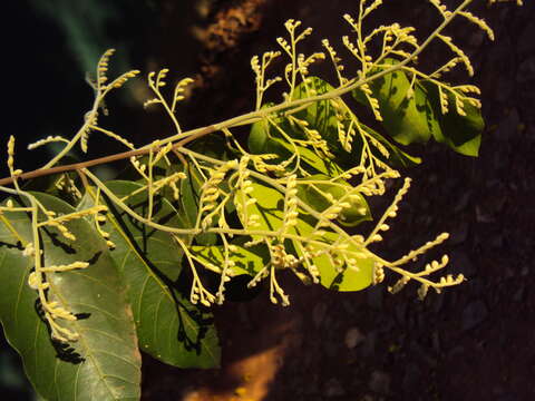 Image of Hopea parviflora Bedd.