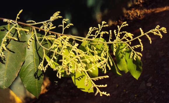 Image of Hopea parviflora Bedd.