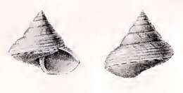 صورة Calliostoma perfragile G. B. Sowerby Iii 1903