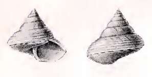 Image de Calliostoma perfragile G. B. Sowerby Iii 1903