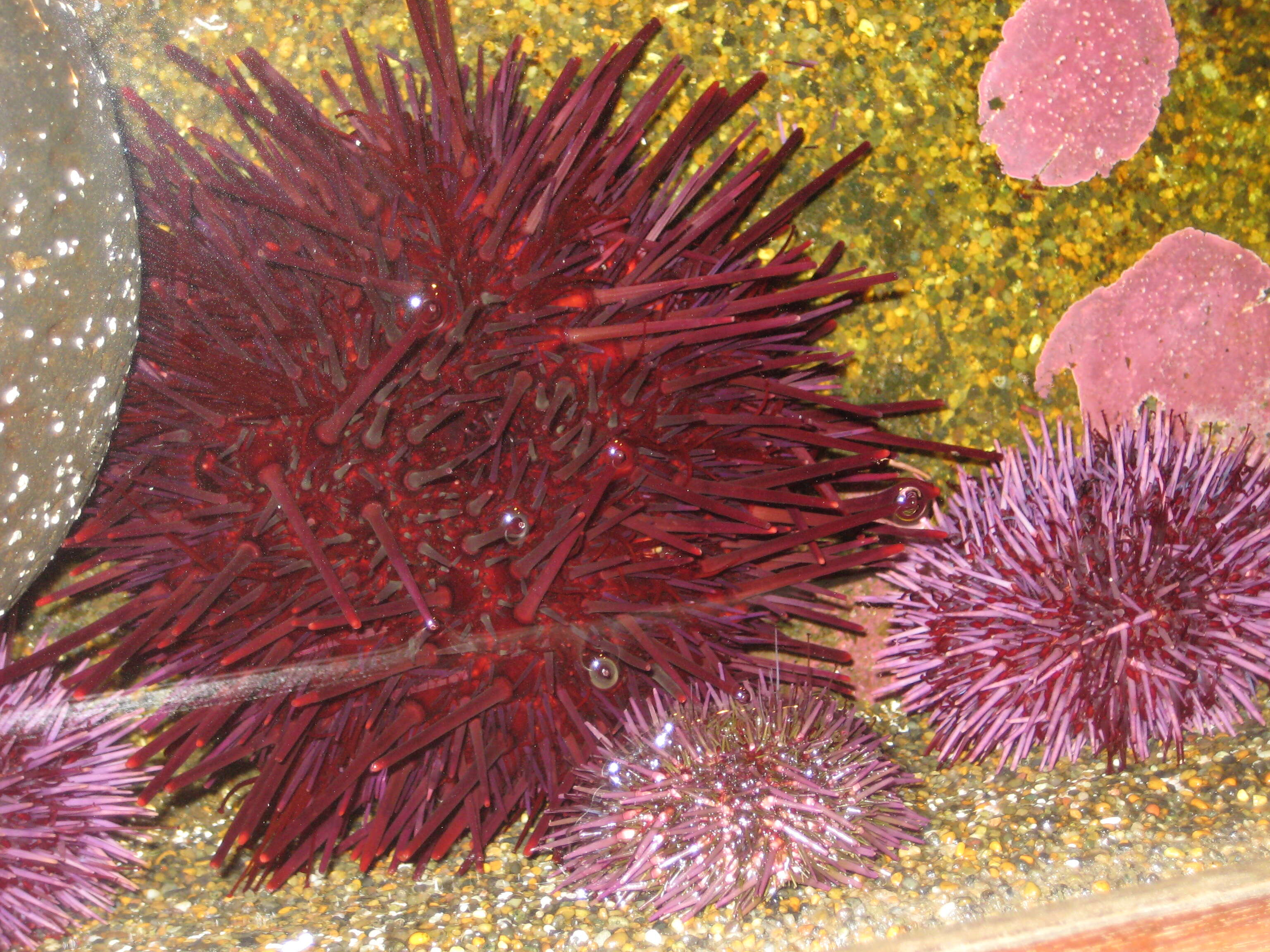 Image of Red sea urchin