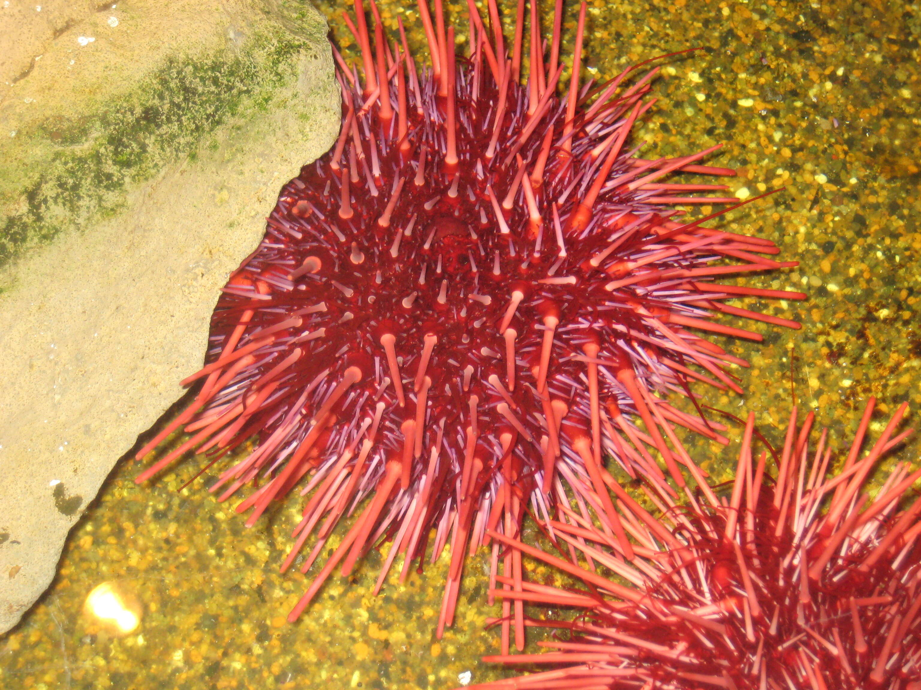 Image of Red sea urchin