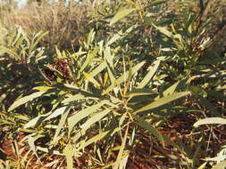 Image of Acacia thomsonii Maslin & M. W. McDonald