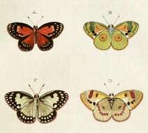 Colotis amata (Fabricius 1775)的圖片