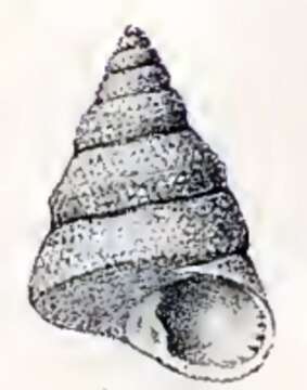 Image of Dactylastele B. A. Marshall 1995