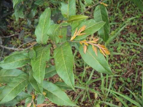 Image of Hopea parviflora Bedd.