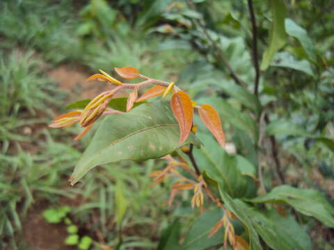 Image of Hopea parviflora Bedd.