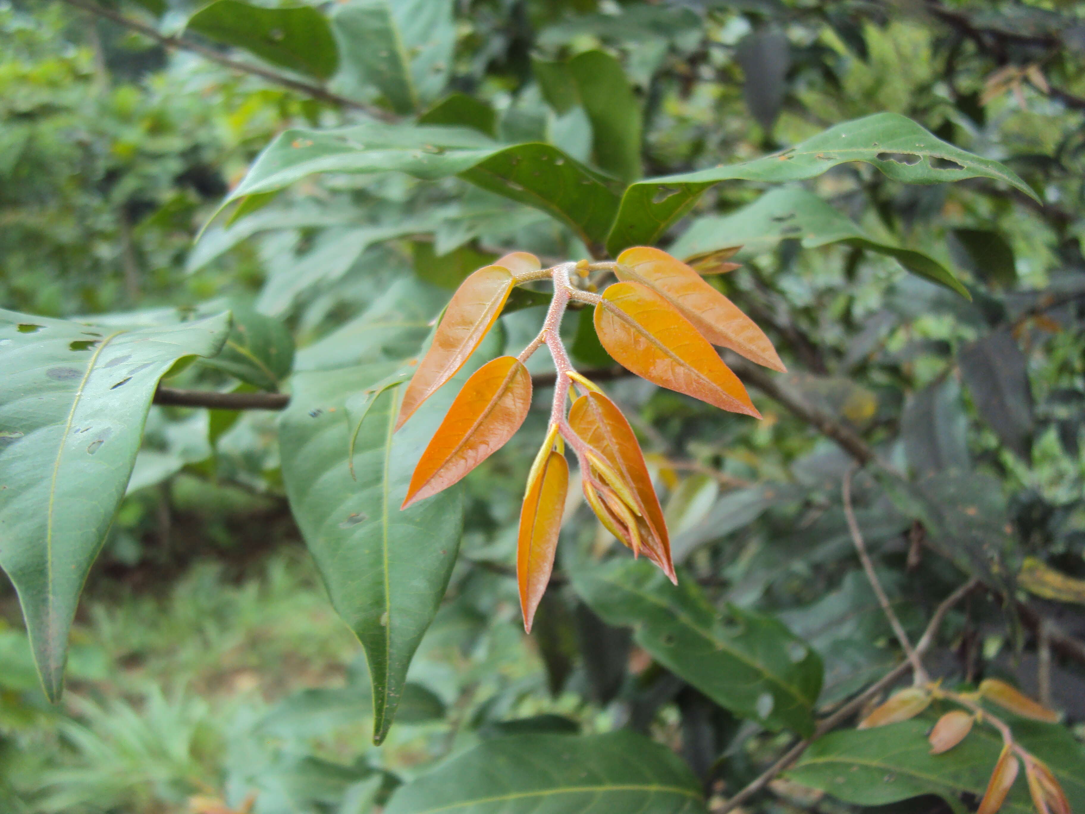 Image of Hopea parviflora Bedd.