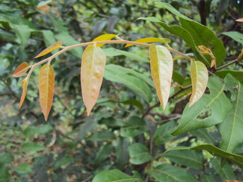 Image of Hopea parviflora Bedd.