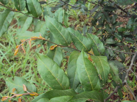 Image of Hopea parviflora Bedd.