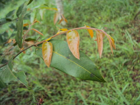 Image of Hopea parviflora Bedd.