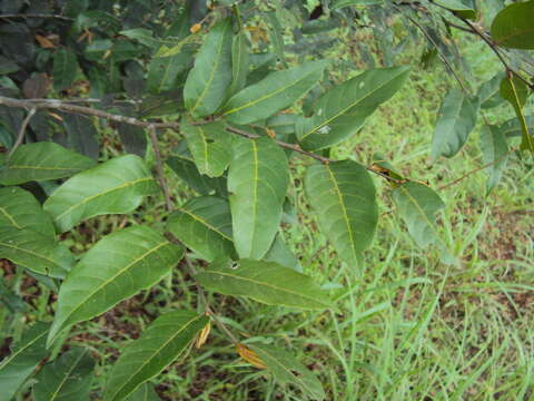 Image of Hopea parviflora Bedd.