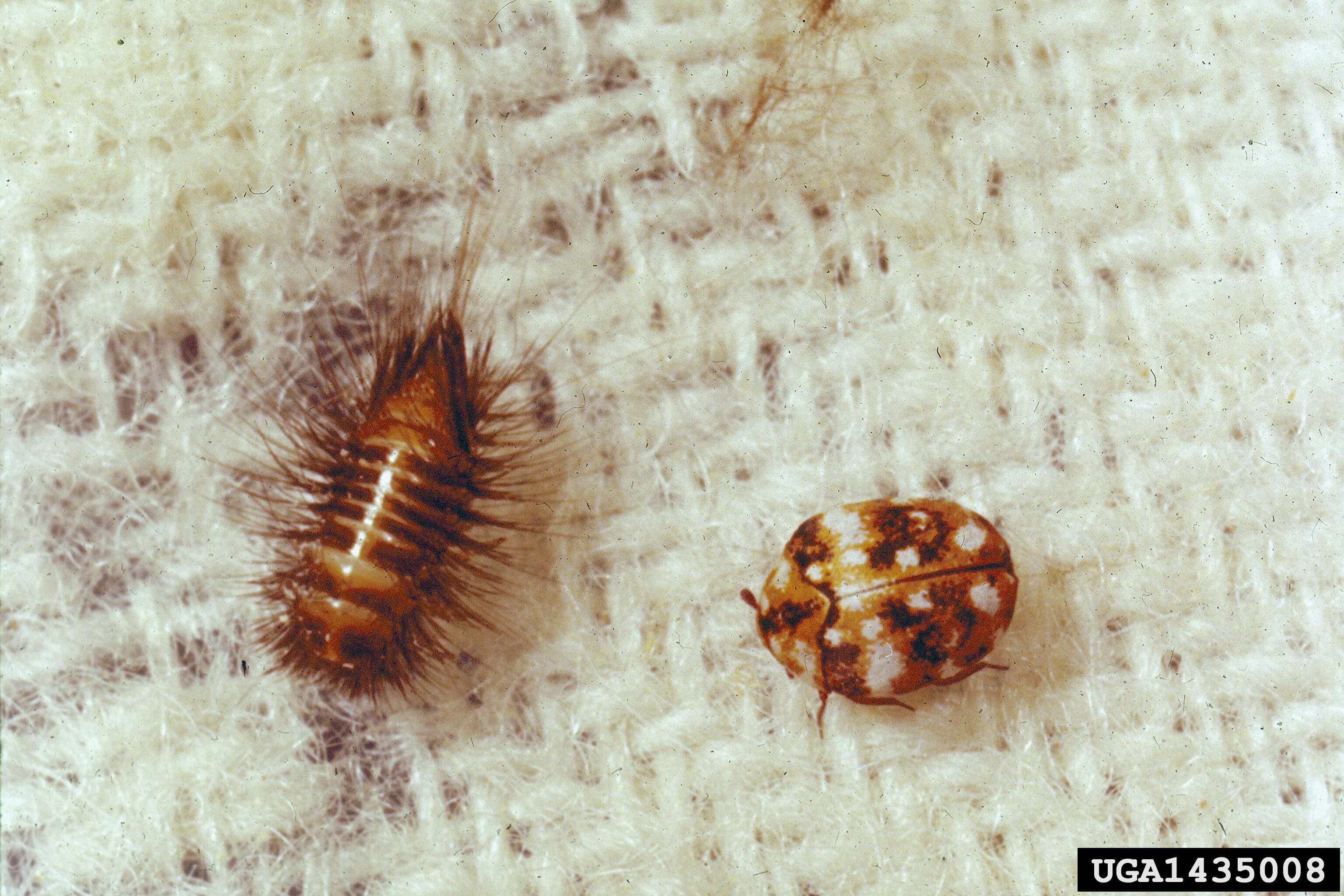 Image of Furniture Carpet Beetle