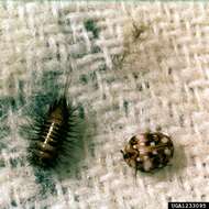 Image of Furniture Carpet Beetle