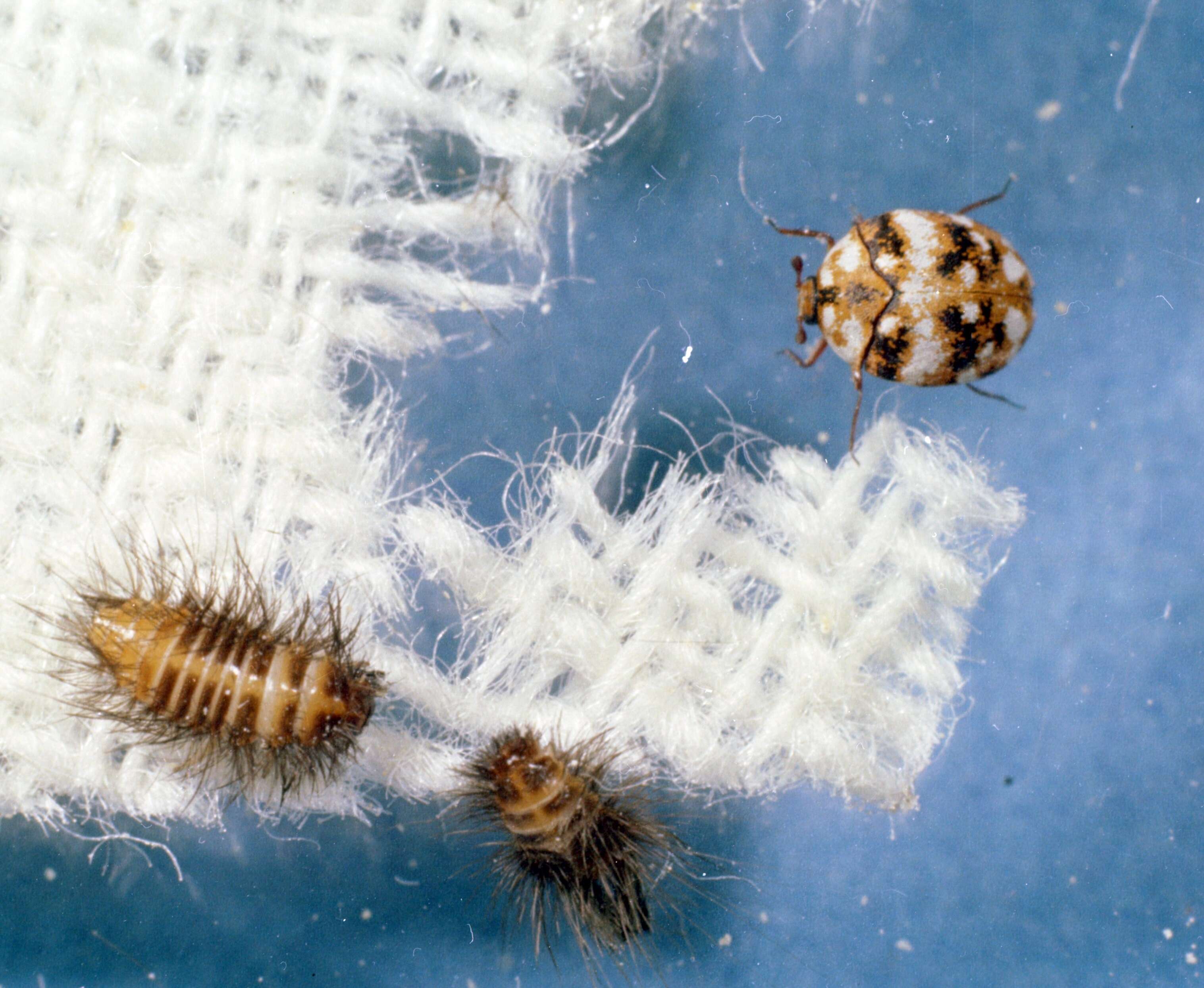 Image of Furniture Carpet Beetle