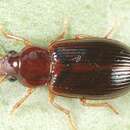 Image of Carabidae