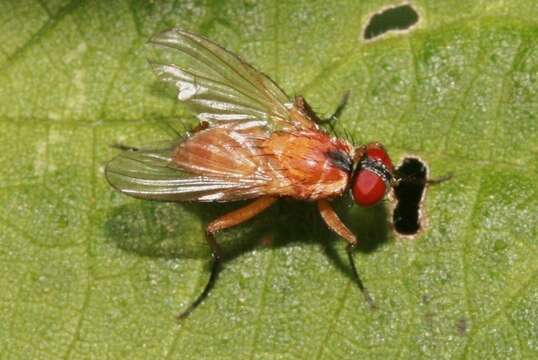 Sivun Achanthiptera rohrelliformis kuva