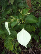 Image of White flag bush