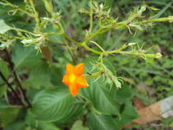 Image of White flag bush