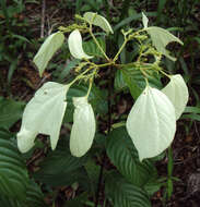 Image of White flag bush