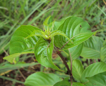 Image of White flag bush