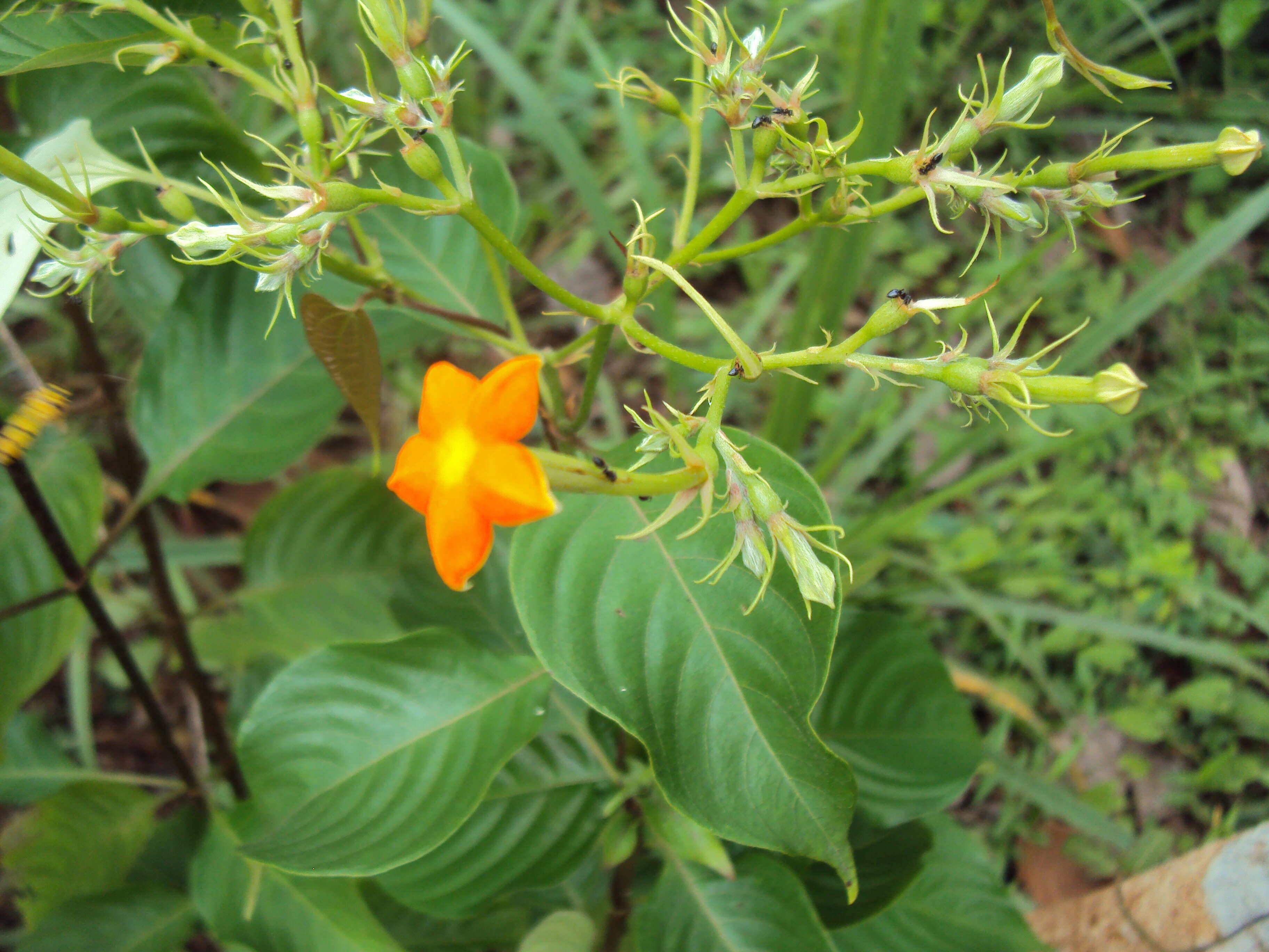 Image of White flag bush